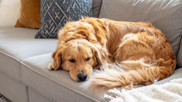 PeritoAnimal's tweet photo. Posso ter um golden em apartamento? https://t.co/7MOFwDjEf5 #cachorros #goldenretriever https://t.co/bjiYWsjhIj