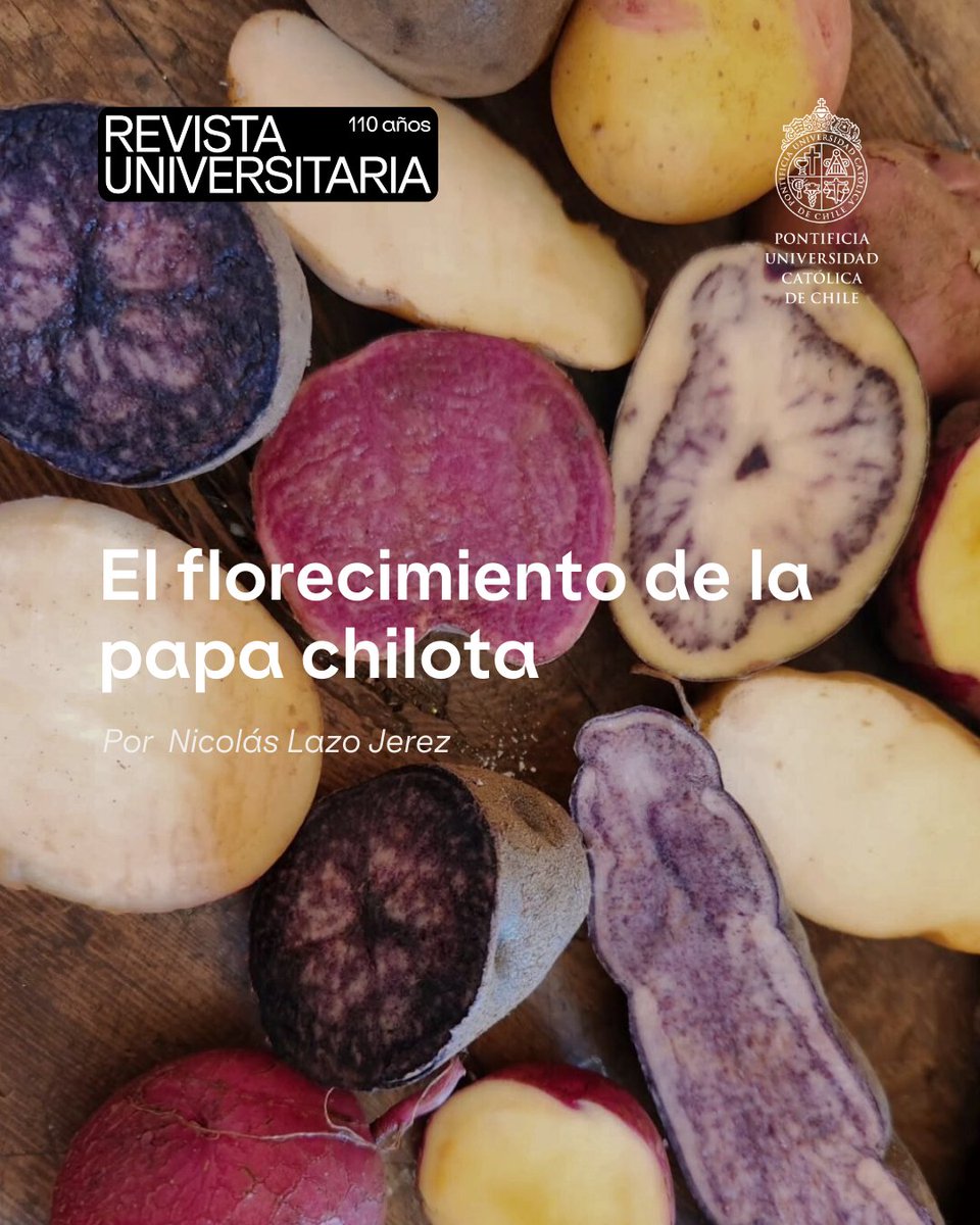 #Chiloé | En este especial del bicentenario, el periodista Nicolás Lazo se refiere a las particularidades nutricionales y a las características del cultivo de las papas originarias de Chiloé.