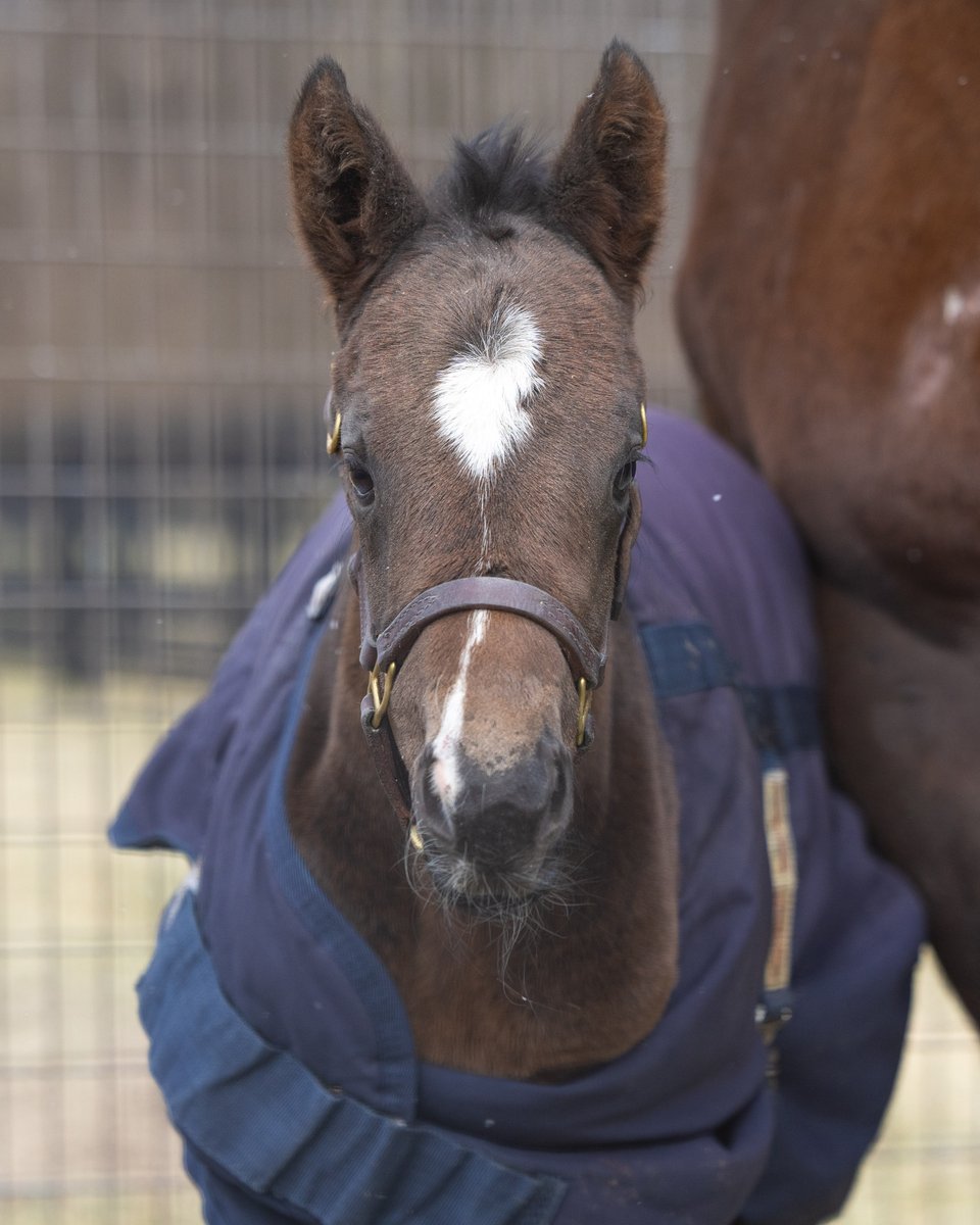 Pin Oak Stud tweet media