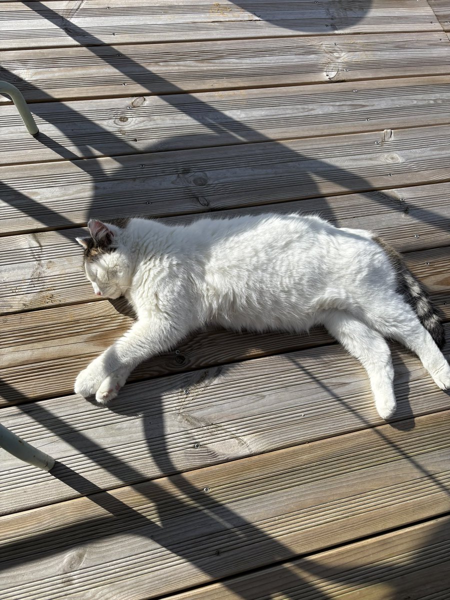 4burningHill's tweet photo. soleil les chats sont content https://t.co/BOLwx8mroq