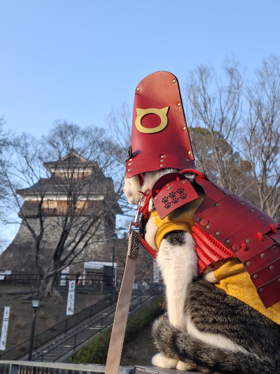 拙者も馬に乗って見たいとです😻