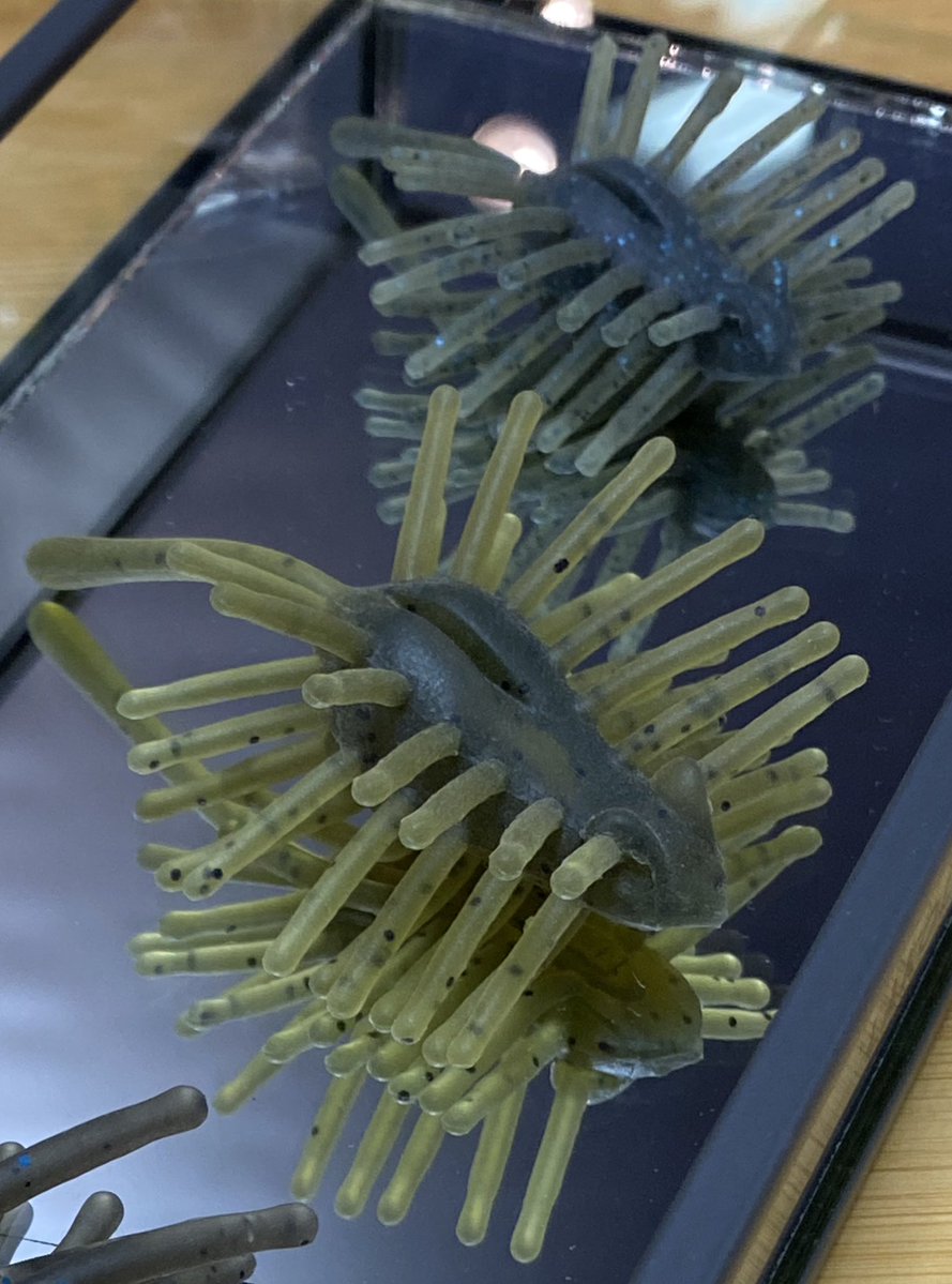 ハリネズミBaby & mini この子達のハリ？毛？はオヤジ譲りのフワフワ系