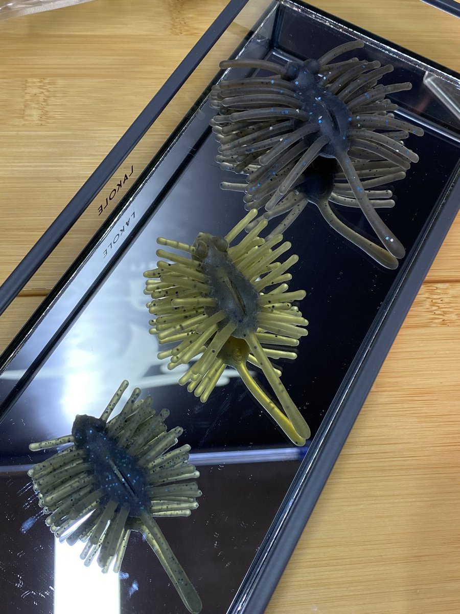 ハリネズミBaby & mini この子達のハリ？毛？はオヤジ譲りのフワフワ系