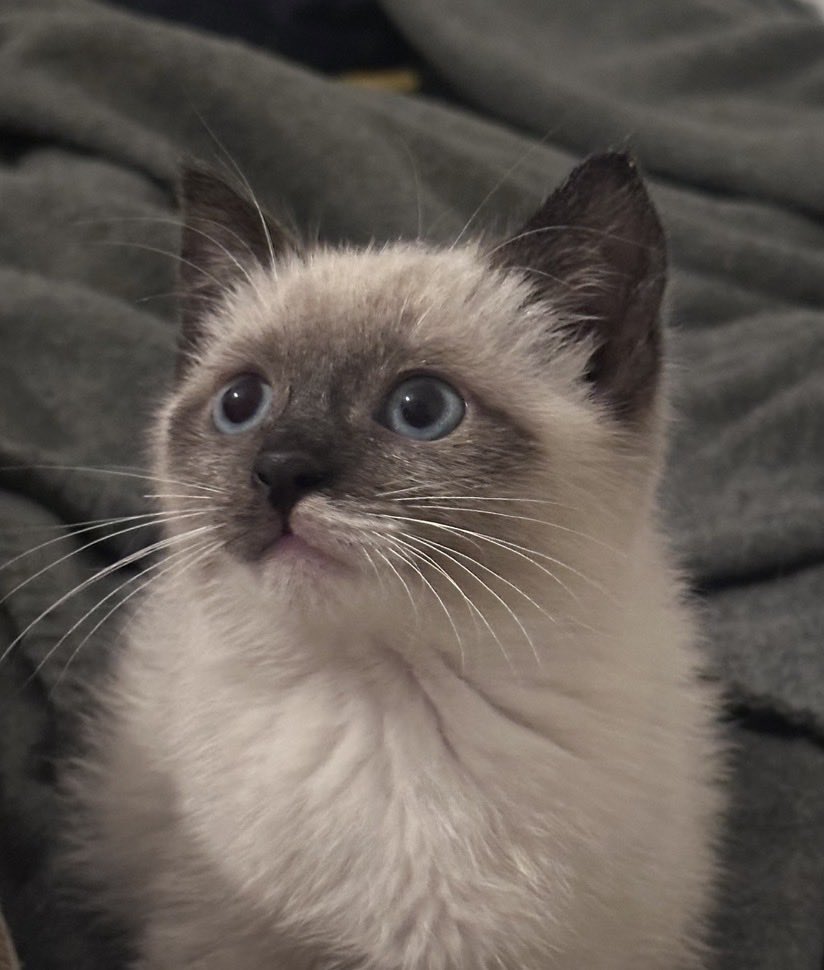 VANIKO  (Ivan) tweet media