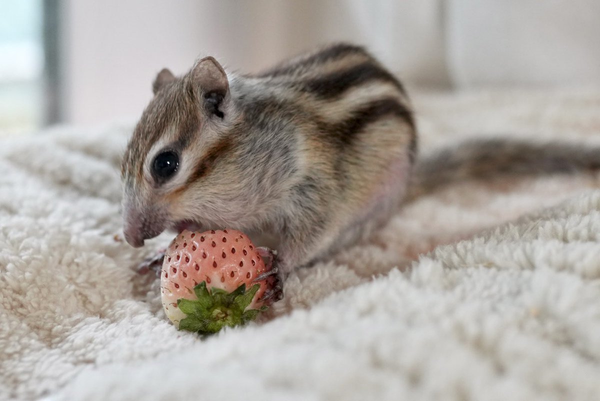 りすさん🐿️ (@risusaan) / Posts / X