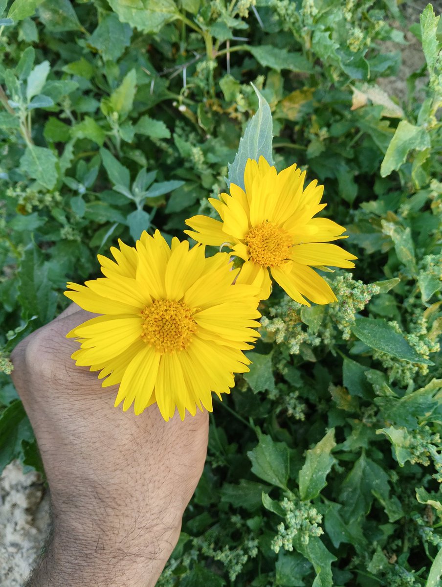 Musafir_921's tweet photo. 🌼🌻🌼
#Yellow_flowers 
#Nature 
#Flowerpic 
#Photography https://t.co/Q3RaUiiW4A