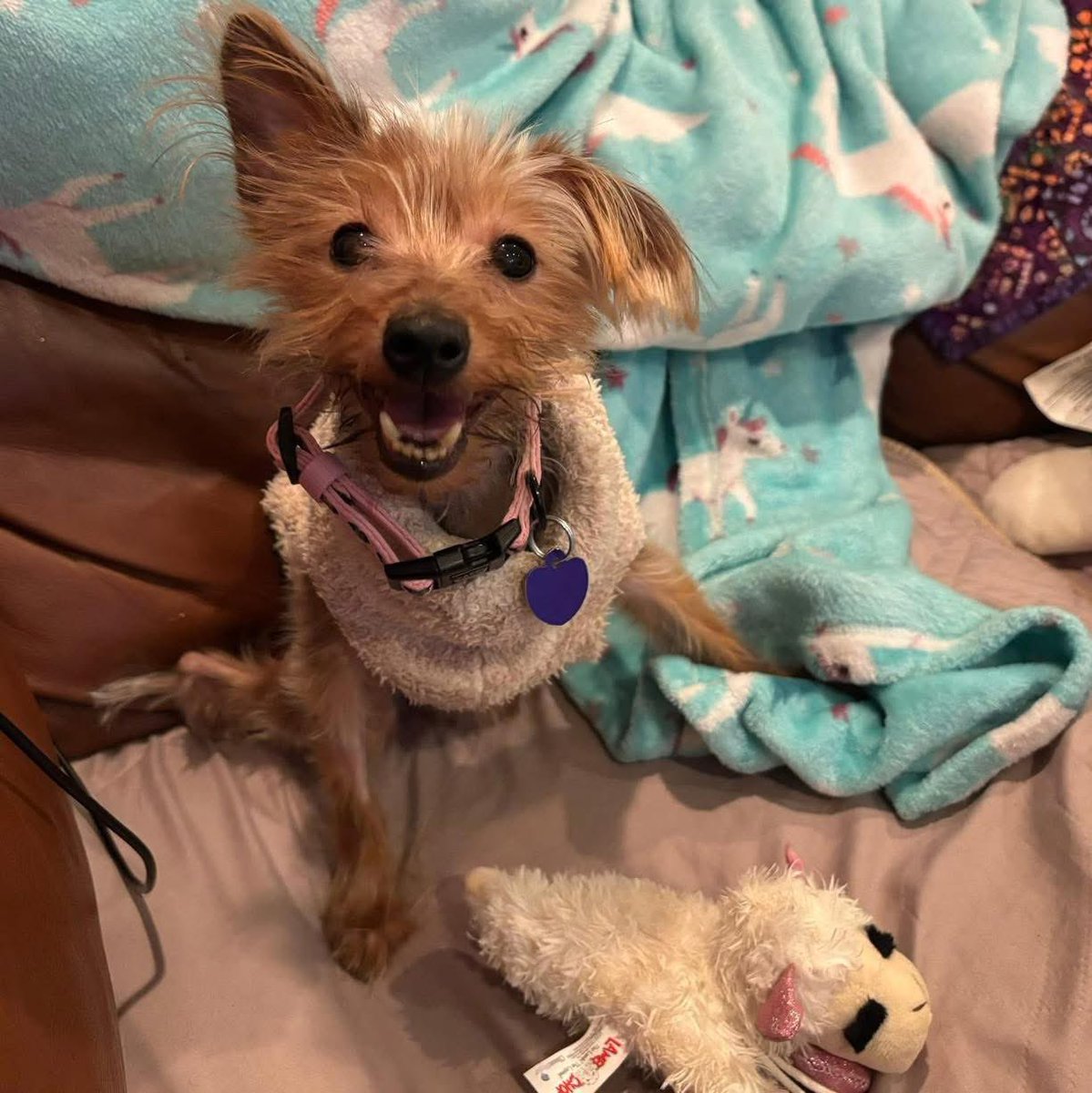 🍎 Justice for Apple 🍎

Apple was thrown down a trash chute in an 8-story building in the 1200 block of N. Capitol St. NW in DC. She was left there to be crushed like trash and never seen again. 

Her lower spine and knees were severely damaged. They grew inward. Doctors could