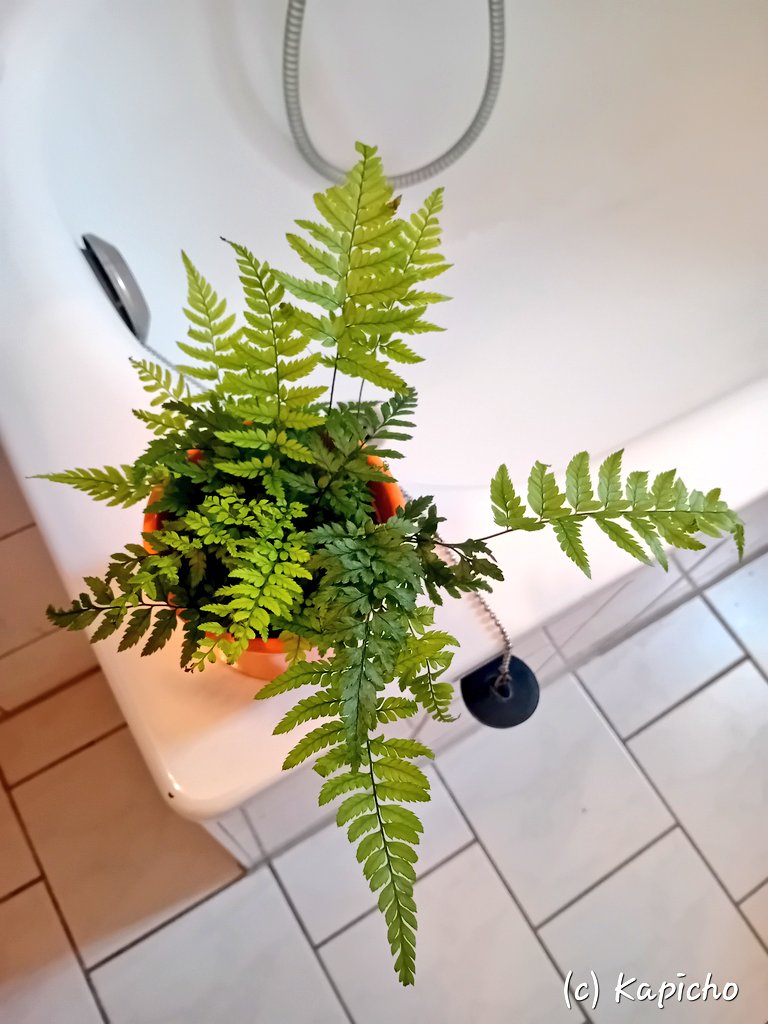 Im Badezimmer lasse ich gern einen Farn.