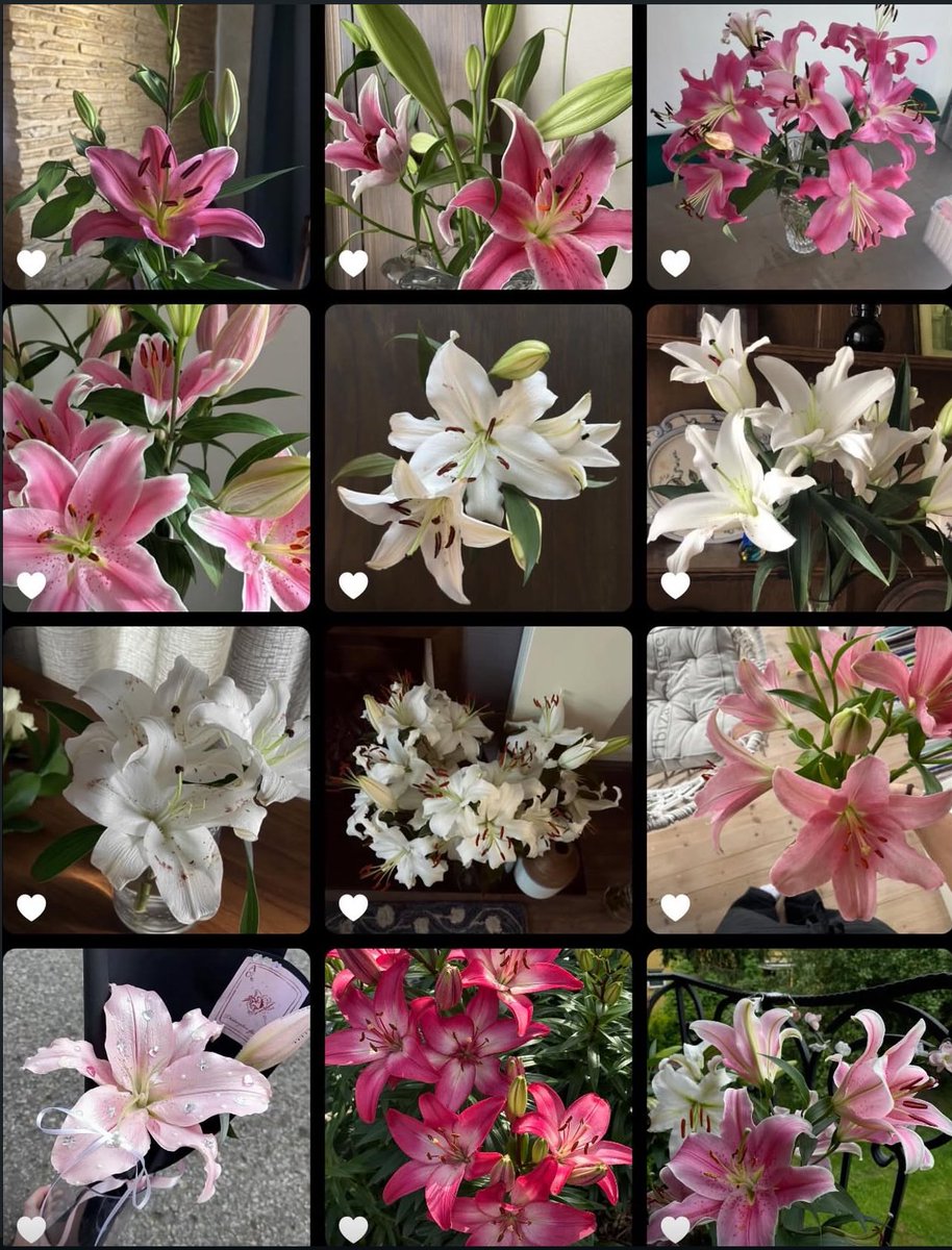 Lilies
