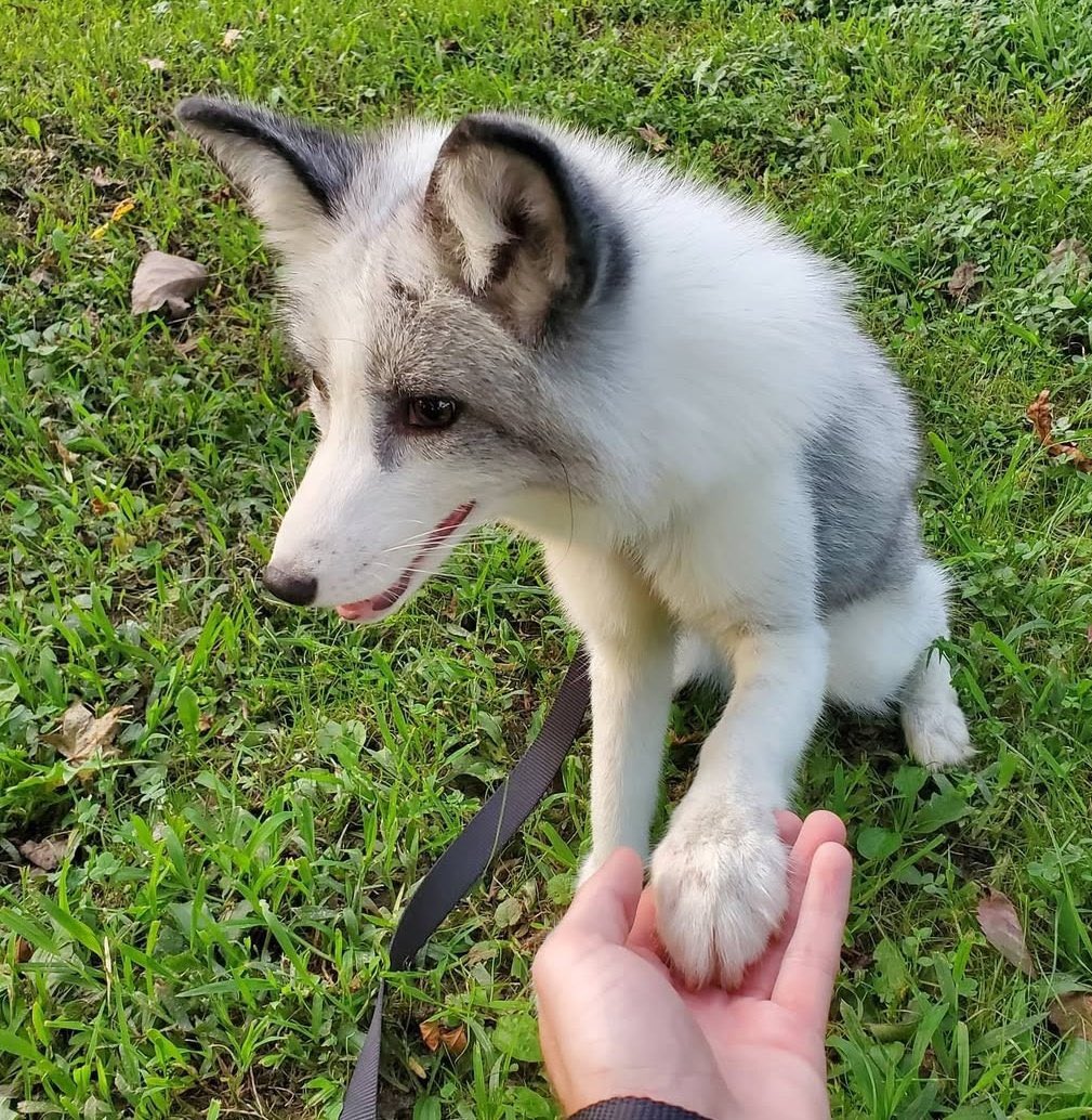 Platinum Foxes tweet media