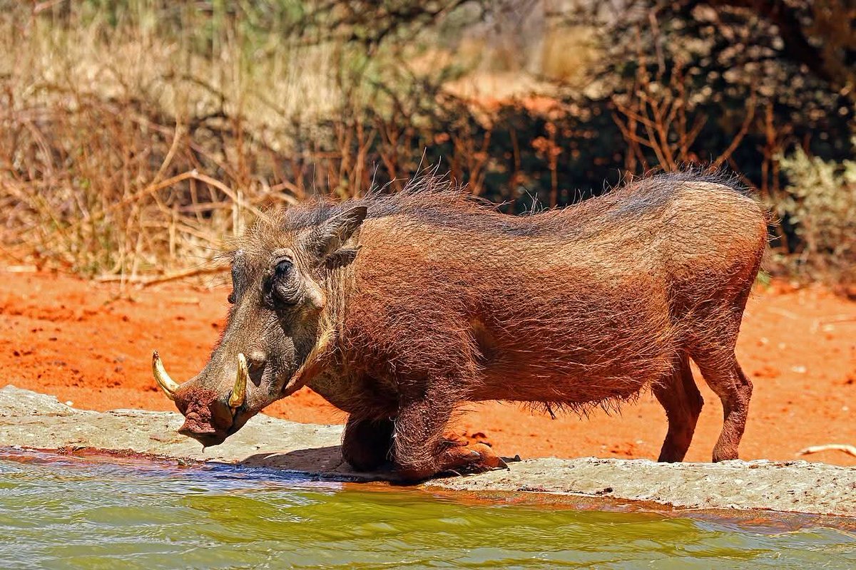 SouthApe's tweet photo. This year for Invasive Species Awareness Week I will not be discussing Florida and will instead be slandering other states for the Invasive Species they have that no one talks about, like Texas with Nilgai and Warthog, New Mexico with Gemsbok, and California with Zebra https://t.co/6dRKrAIvOR