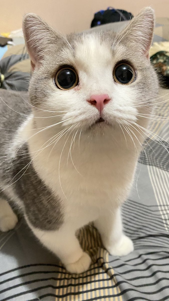 nangis &amp; mellow malem malem

cuma karena merhatiin Layl yang tidur tenang .. nafas teratur .. 

waktu awal adopt dia kurus kecil dan terlihat sangat “fragile” .. kalo diem atau tidur nafasnya terlihat sangat cepet dan kaya sesek 😭😭 (setiap hari bawaan aku panik &amp; cemas)

tapi