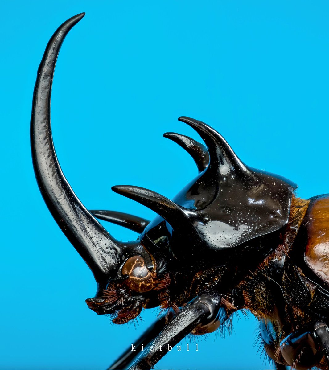 mozartscience's tweet photo. five-horned beetle https://t.co/5qMKyxYu34