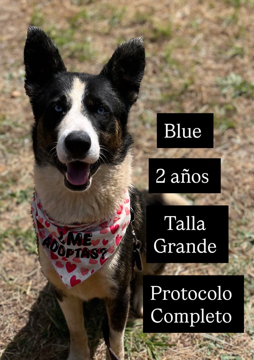 Blue en adopción.💙

#AdoptaNoCompres
#AdoptaUnPerrito
#BuscandoHogar
#PerritoEnAdopción
#AdopcionesResponsables
#AdopcionesCDMX