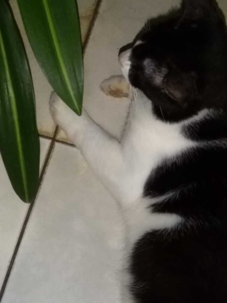 Milka Yuliana tweet media