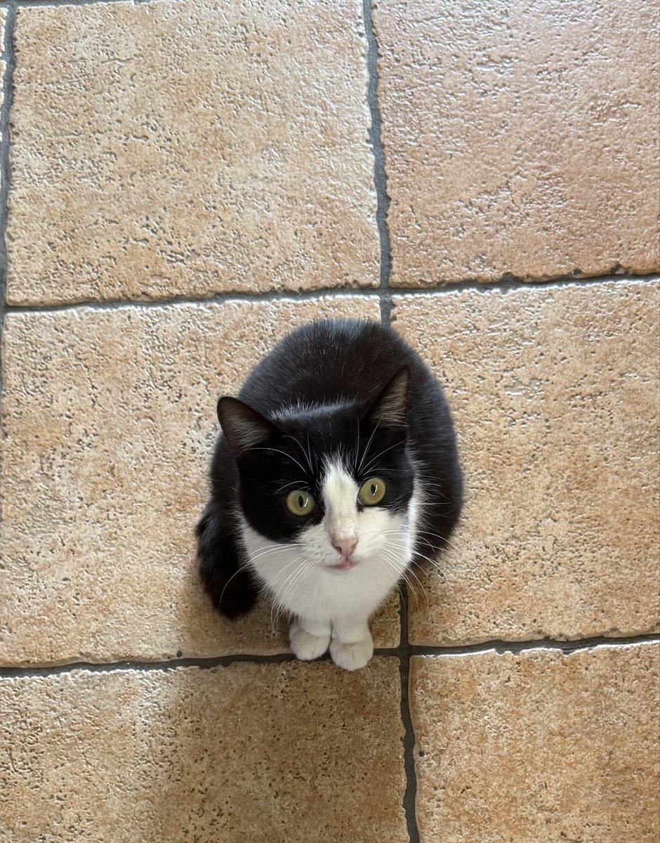 albertpedret tweet media