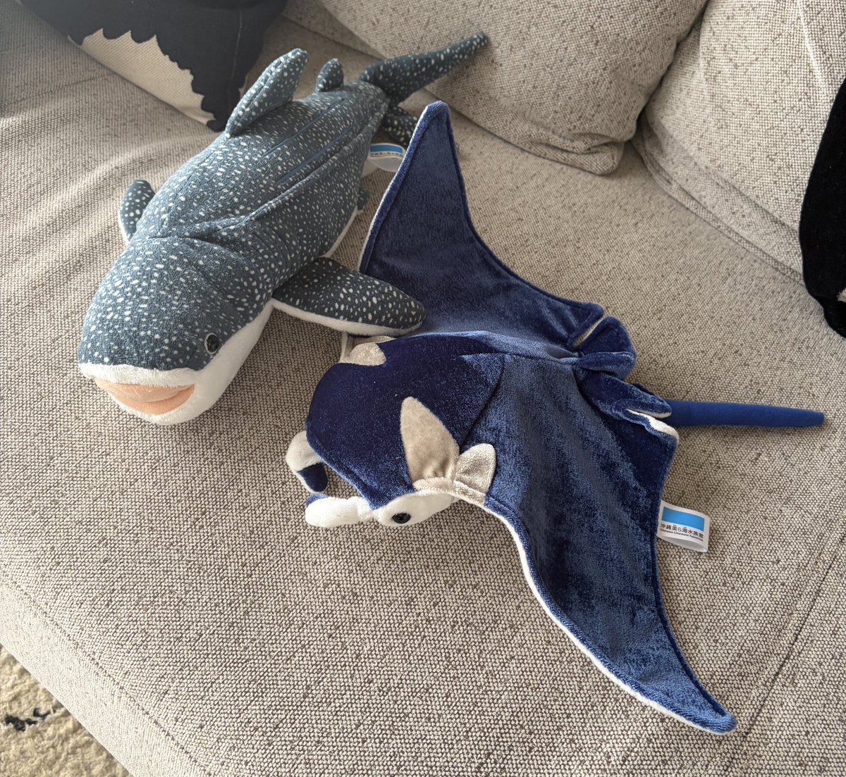 美ら海水族館で息子がおばあちゃんに買ってもらったジンベエザメと