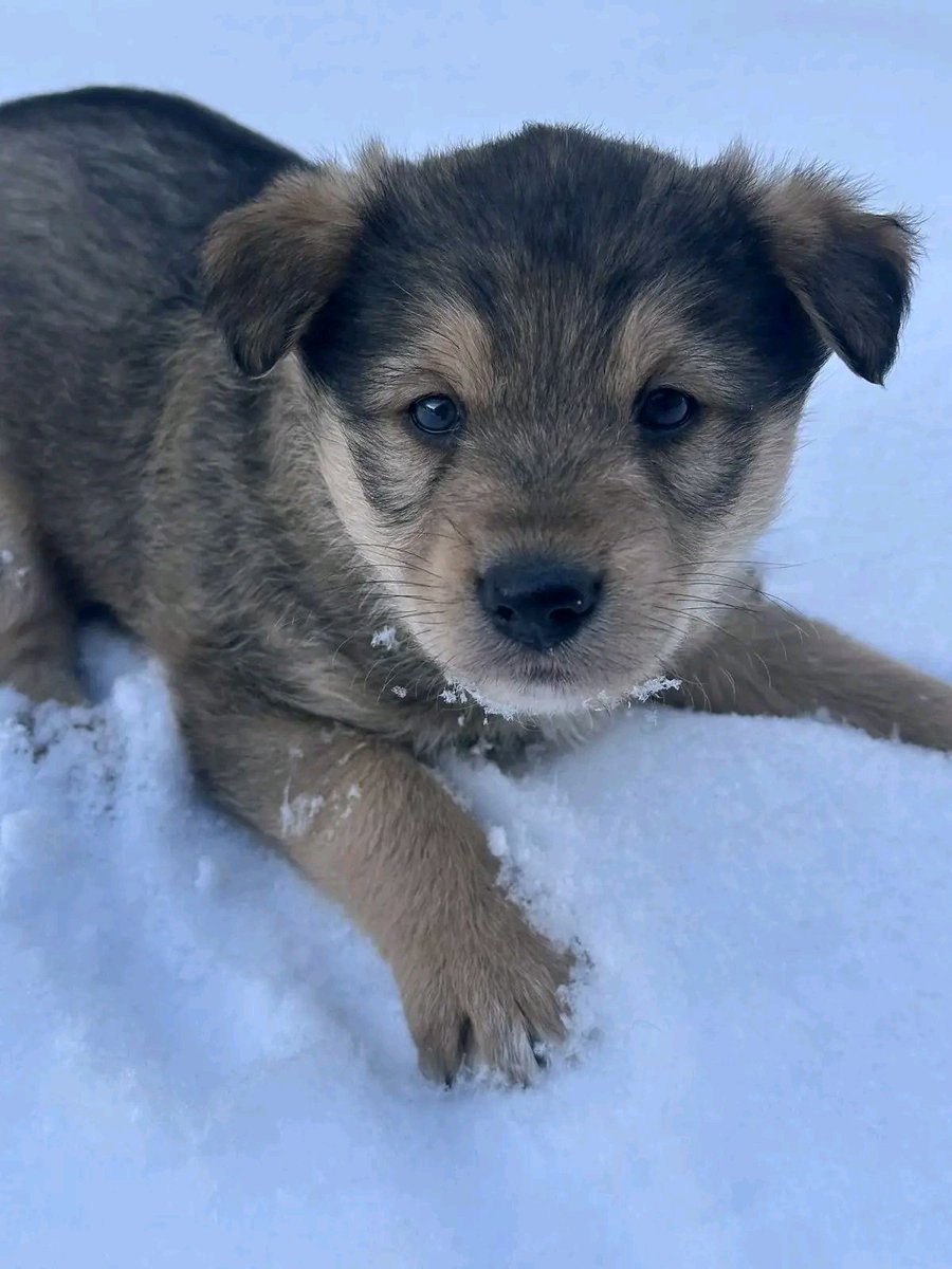 Добрий день, будь ласка, допоможіть поширити та прилаштувати
Знайшли 5 цуценят на мусорці,  десь до місяця їм

Зараз на перетримці, але вже останні дні😭

Я з міста Дубно, Рівненська область, довезу куди зможу,

Вже  незнаю куди звертатись, дуже шкода малечу

 0733704172