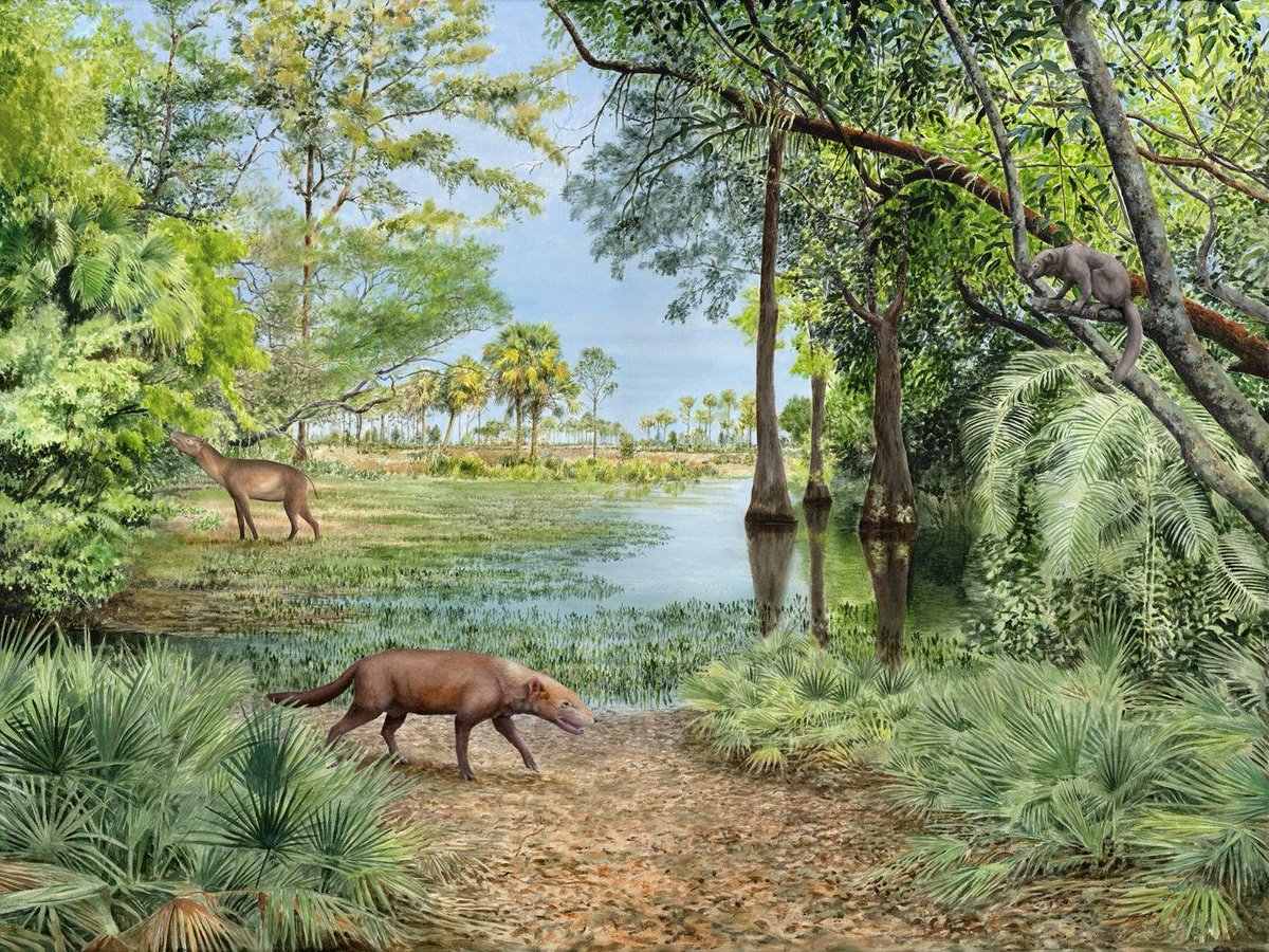 Peinture acrylique d’un écosystème de l’Éocène du sud de la France. Réalisation  par notre dessinateur scientifique ©Patrick Röschli JURASSICA, dans le  cadre d’un mandat avec le Parc naturel régional du Luberon FR. #tropical #Eocene