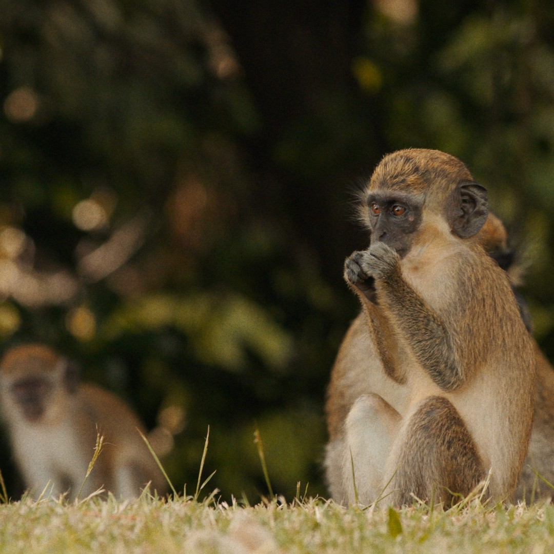 FSNevis's tweet image. At #FSNevis, even a simple stroll can turn into something extraordinary. In the evenings, families are greeted by Nevis’ beloved green vervet monkeys playfully moving through the trees on our golf course.