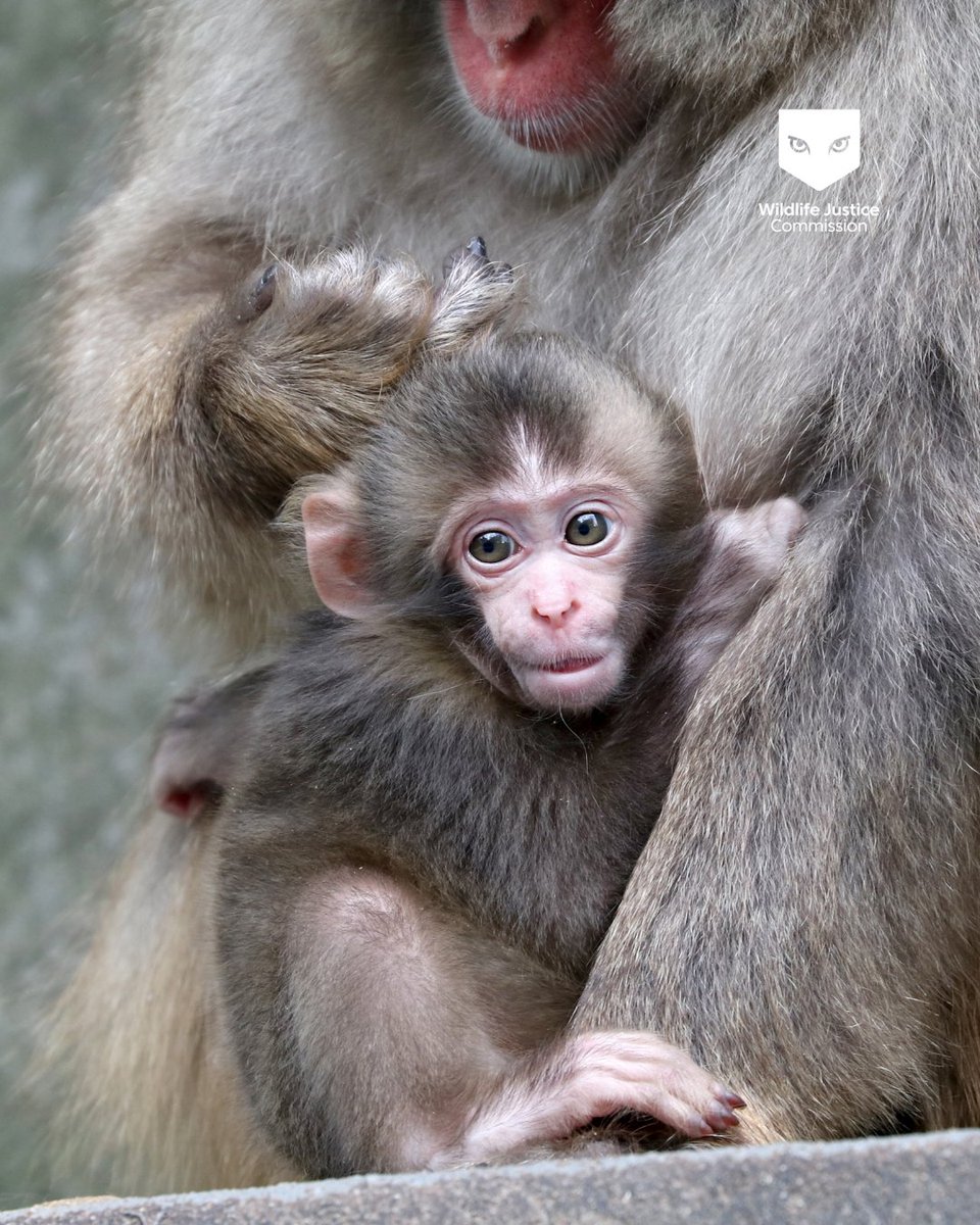 Wildlife Justice Commission tweet media