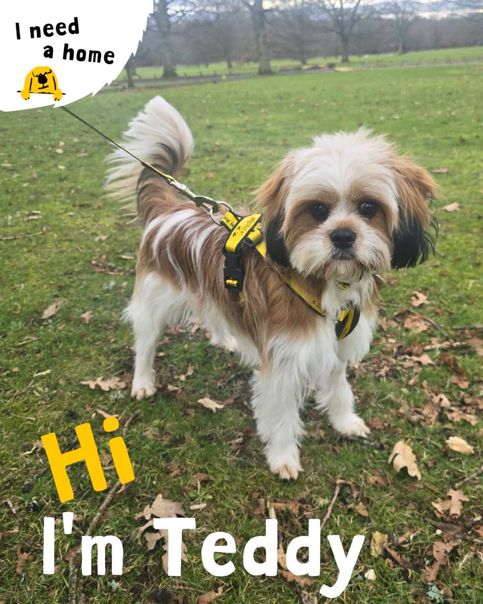 Meet Teddy

He is a 9-month-old Shih Tzu cross who’s settling into foster life and already showing his playful, cheeky personality. He loves people, enjoys other dogs and is always up for a game of chase.

Teddy will be ready for his forever home soon 💛

@dogstrust #fosterdog