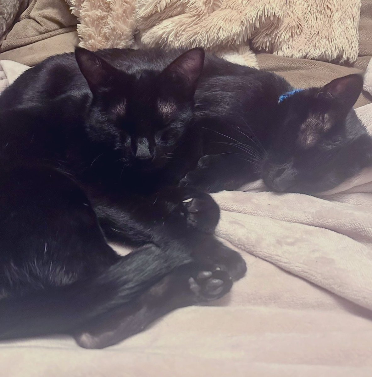 Boots and Binx: bonded bros tweet media