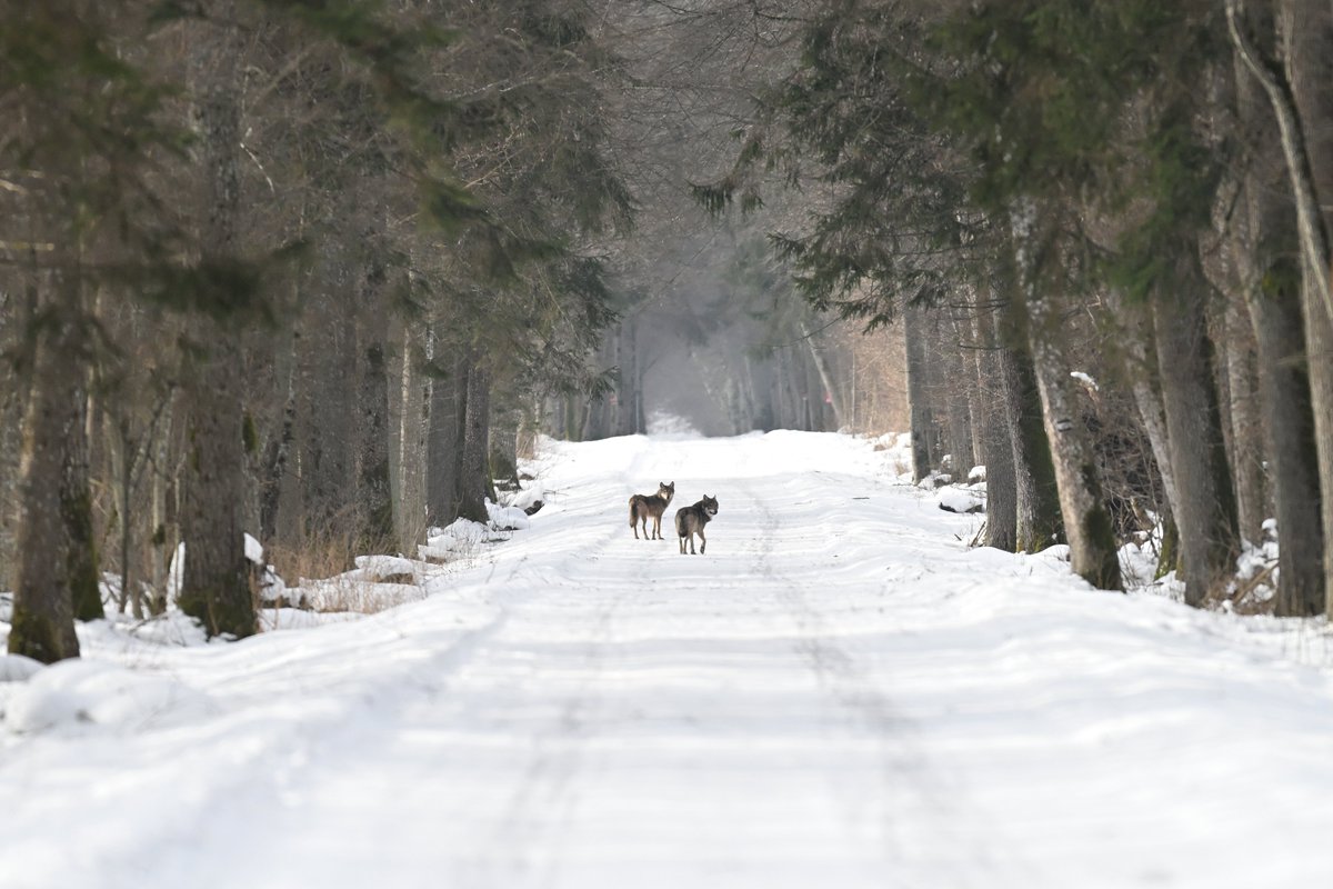 Oliwier Myka tweet media