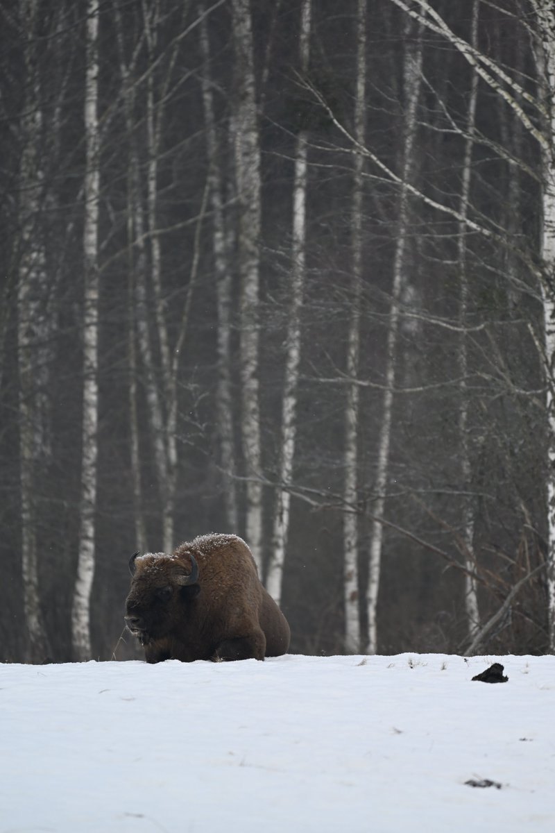 Oliwier Myka tweet media