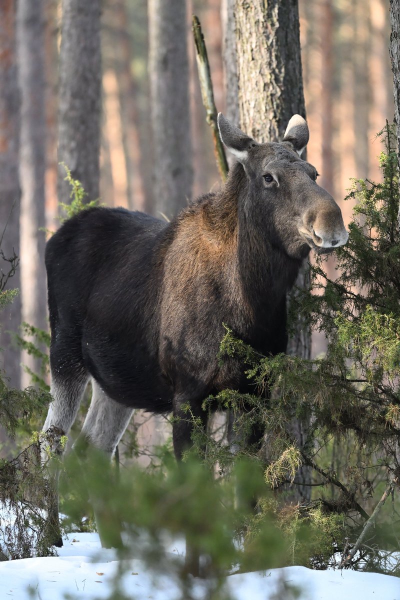 Oliwier Myka tweet media