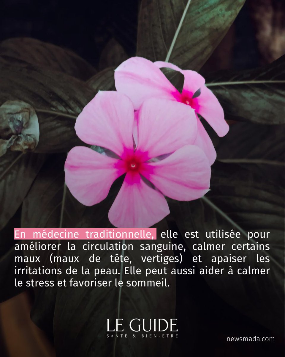 newsmada's tweet photo. Plante emblématique de Madagascar, la pervenche est connue pour ses nombreuses vertus. 🌸

👉🏽Swipez pour découvrir ses bienfaits.

#NewsMada #LeGuide #Magazine #Bien_Être https://t.co/QAuaCphLTO