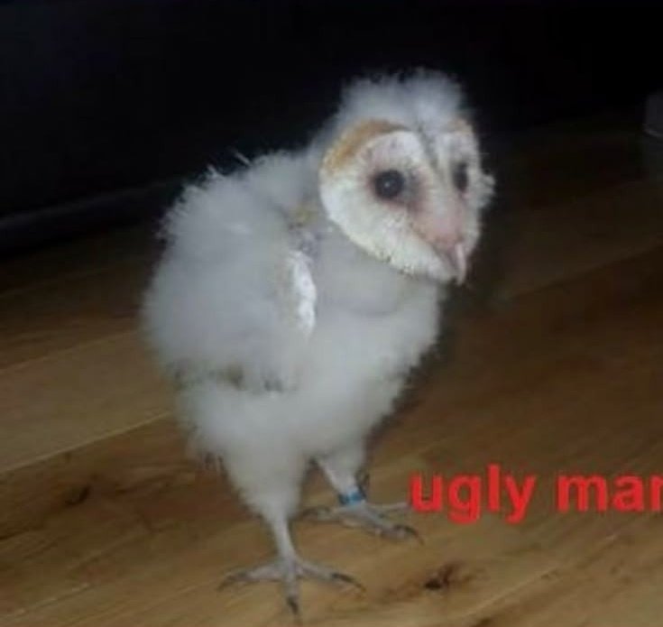 puta que pariu games (@gatosviados) on Twitter photo 