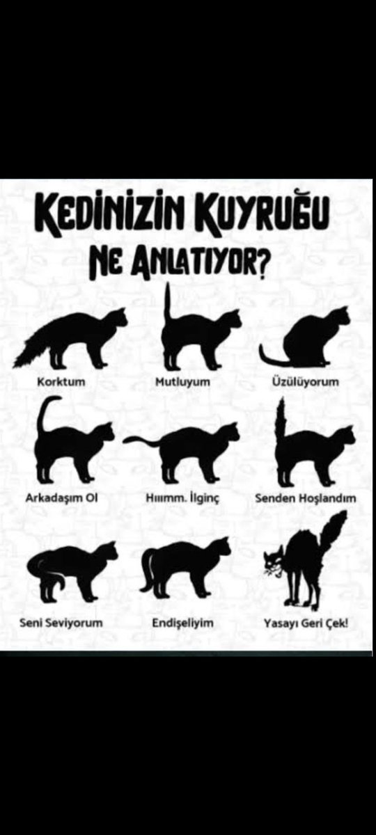 Axeus9999's tweet photo. Sağ en alttaki kedi gibiyim. #MaskeyleDahaİyiyim
#OYUNUMADOKUNMA https://t.co/zCD5FieSUE