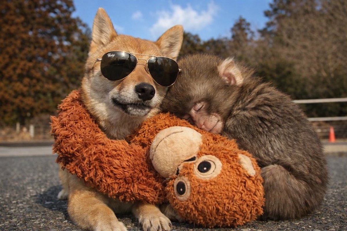 Joelliuzzi tweet media