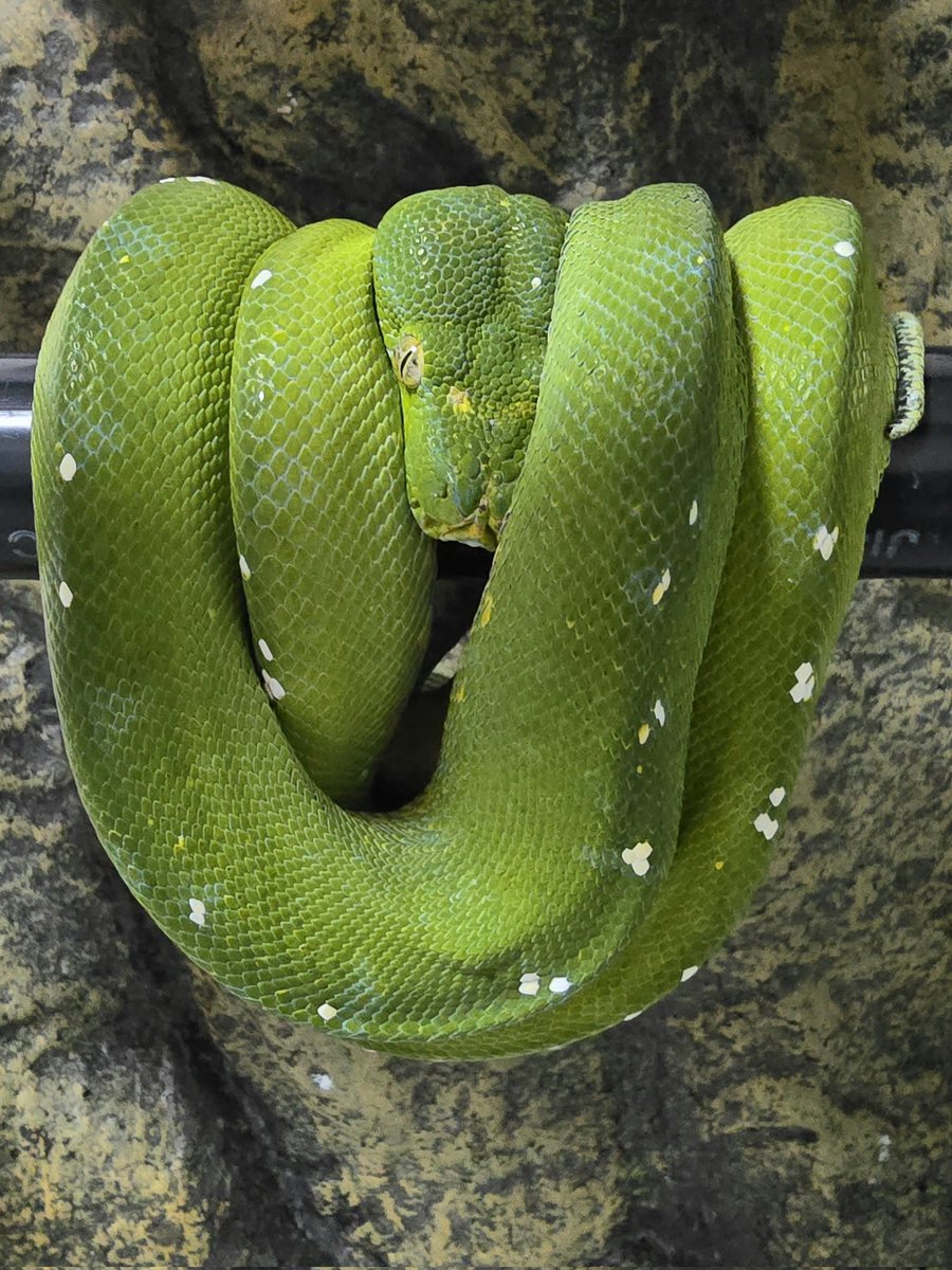 Morelia Lab tweet media