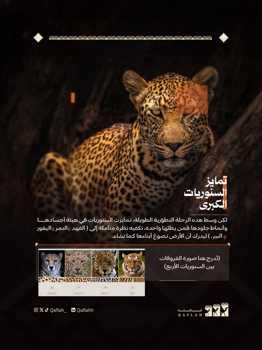قافلة tweet media