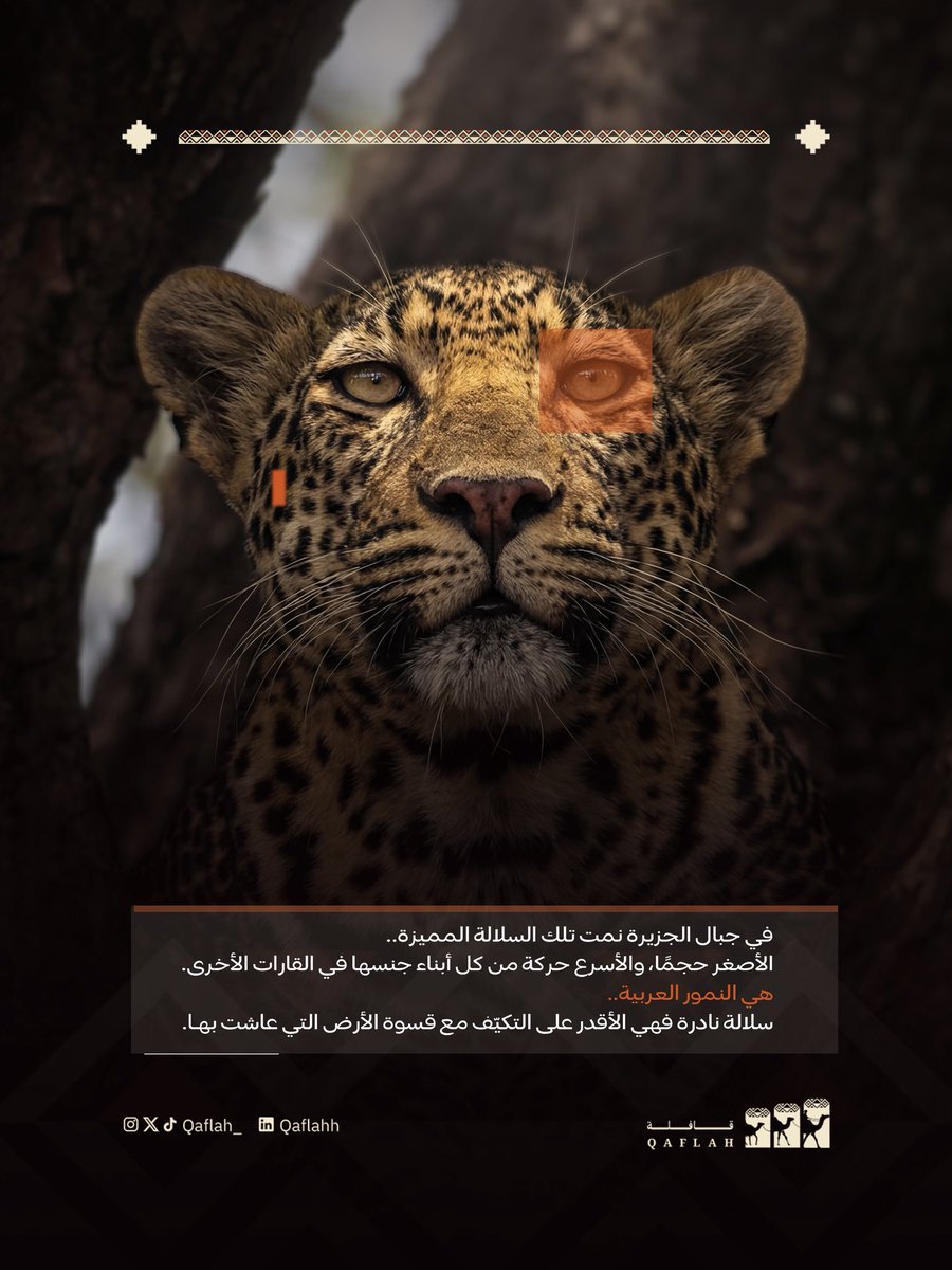 قافلة tweet media