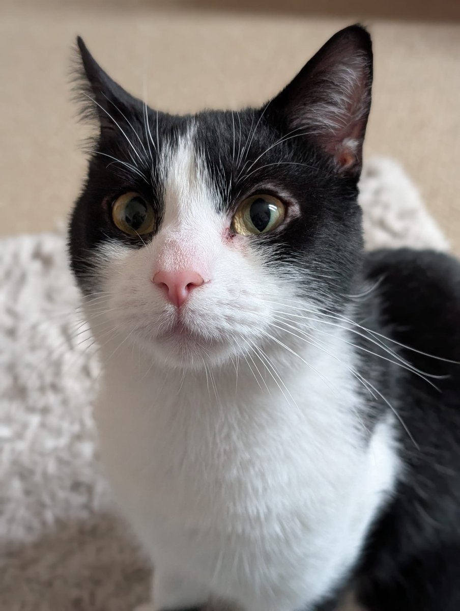 New boy arrived today.