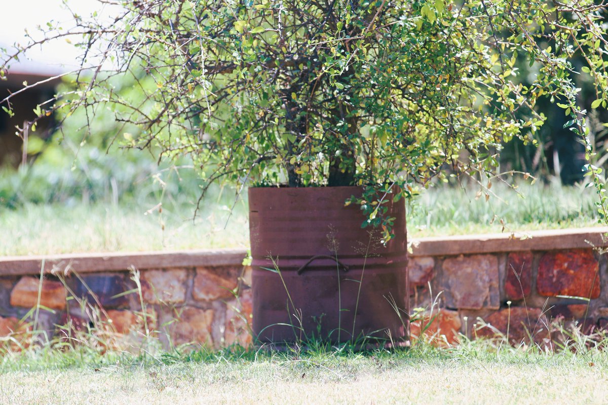 Akagera National Park tweet media