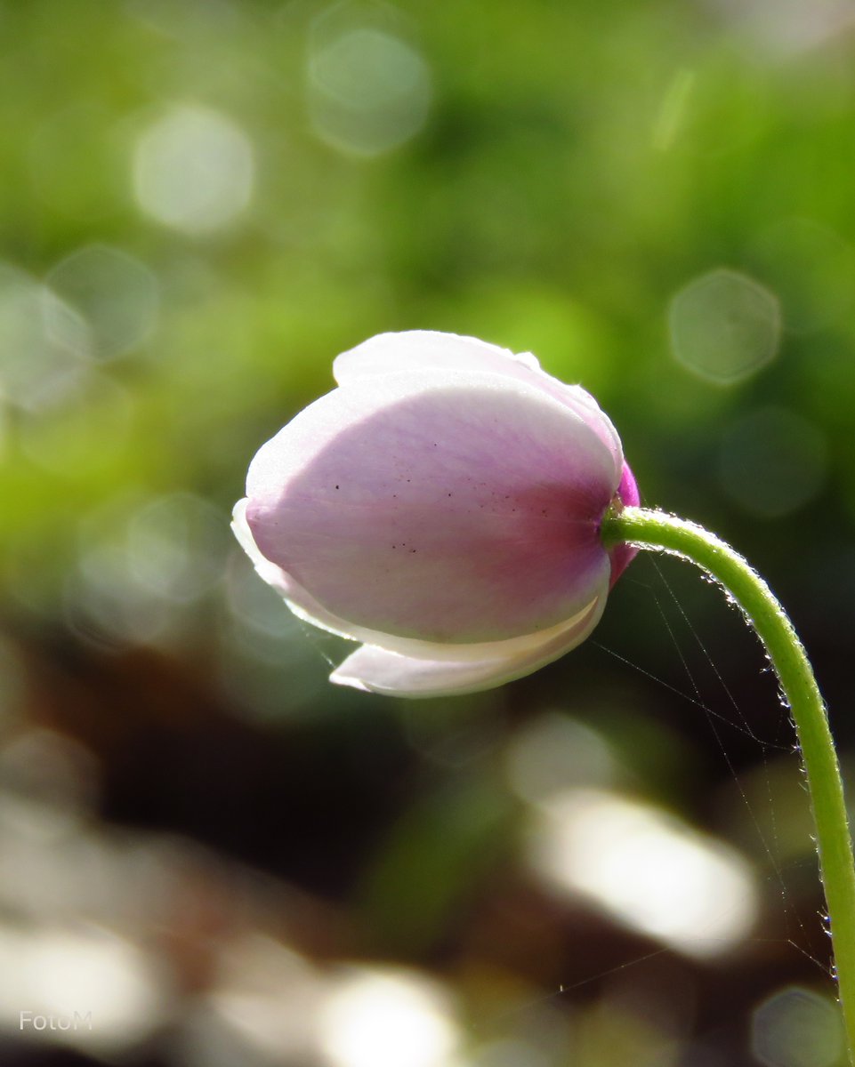 #Perzikbloesem is niet de makkelijkste kleur maar ik heb een wulpse tulp en een bosanemoon in de knop gevonden voor #Kleurindenatuur. Fijne avond alvast 🌛💫 <a href="/ChrRoland/">🍄Christina Roland 🇺🇦</a>