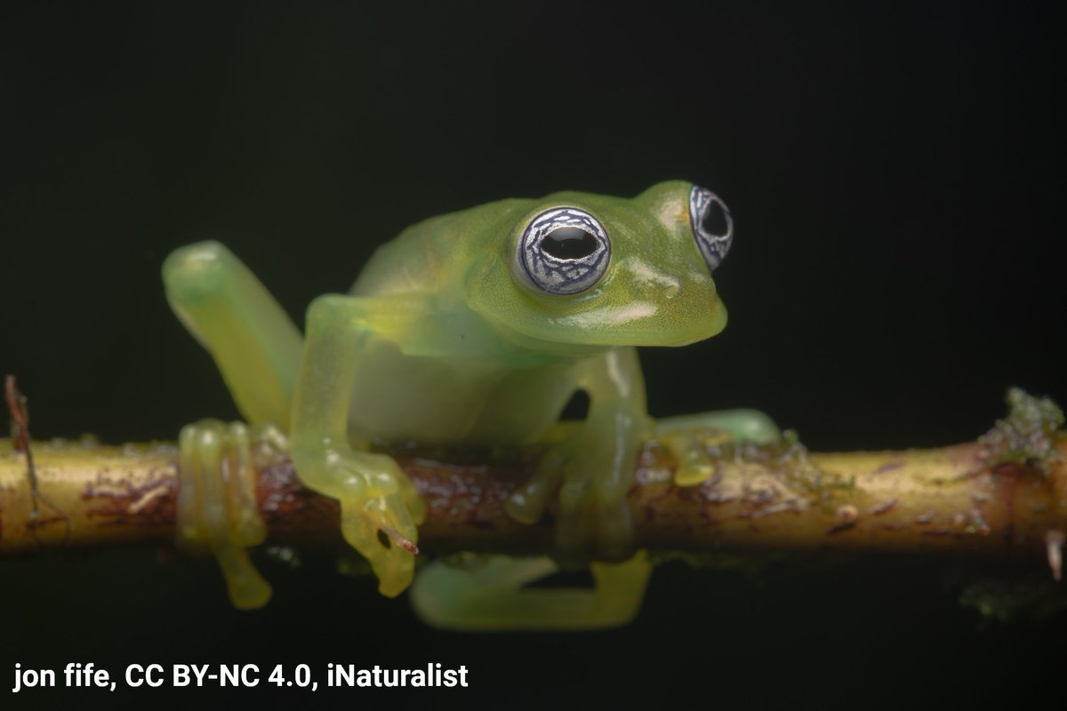 American Museum of Natural History tweet media