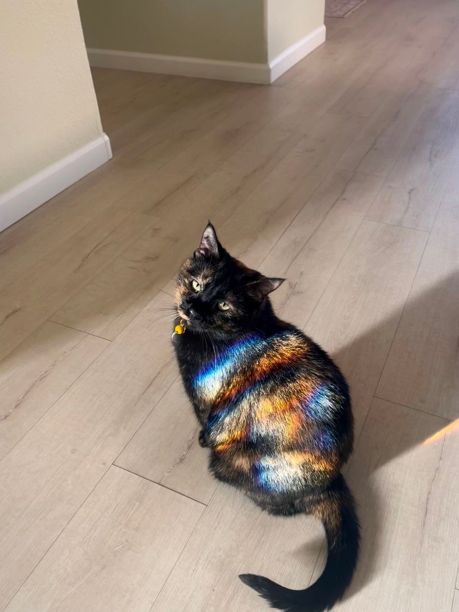 Black cats are not bad luck (@visualscat) on Twitter photo 