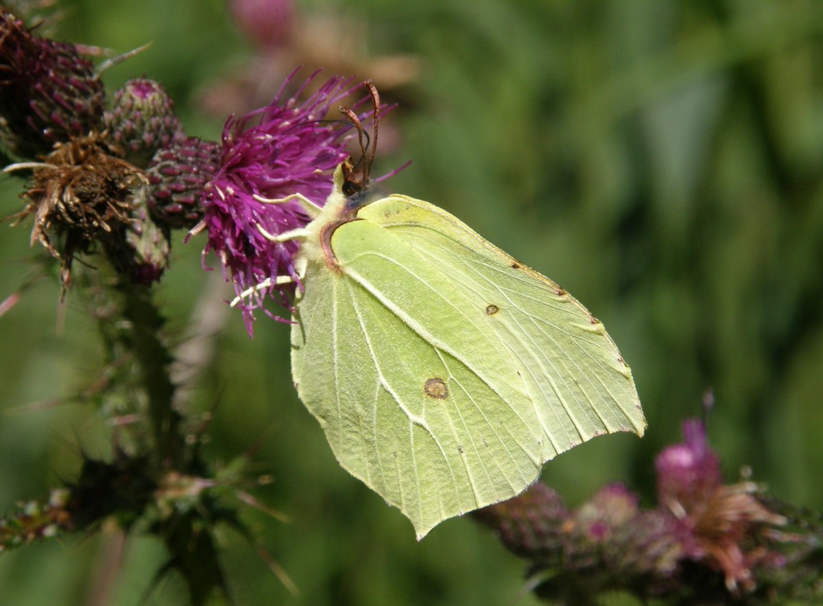 BC Norfolk tweet media