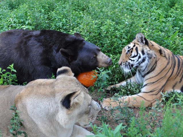 Welcome to the first meeting of the Fish Fanclub! Today we are talking about sardines