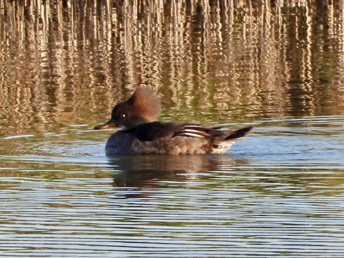 Alan Boddington tweet media