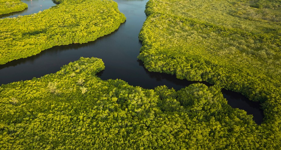 Horseshoe Crab Recovery Coalition tweet media