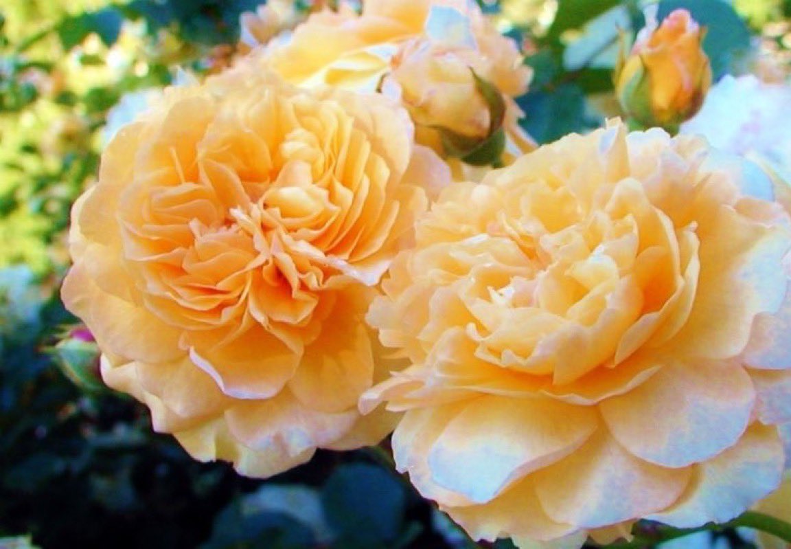 lilacblueblue's tweet photo. 2月25日の花：ジャコウバラ
花言葉：魅力

バラ科バラ属
別名：ムスク・ローズ
ジャコウ鹿の様な強い香りのするバラ
（強香でないものもある）

🍀サム・レヴェンソン
「魅力」的な唇のためには
優しい言葉を紡ぐこと
愛らしい瞳のためには
人々の素晴らしさを見つけること 

#ﾅｴ花言葉 https://t.co/NWclWgNzx4