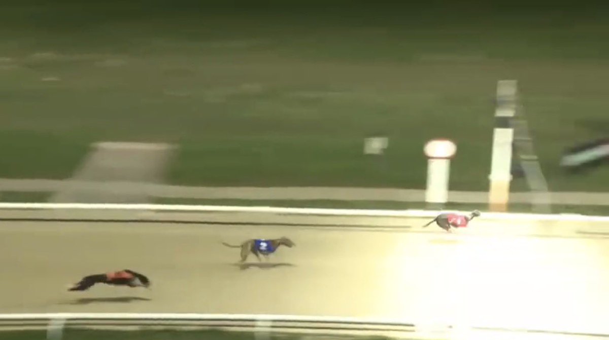 MDM Greyhound Tips tweet media