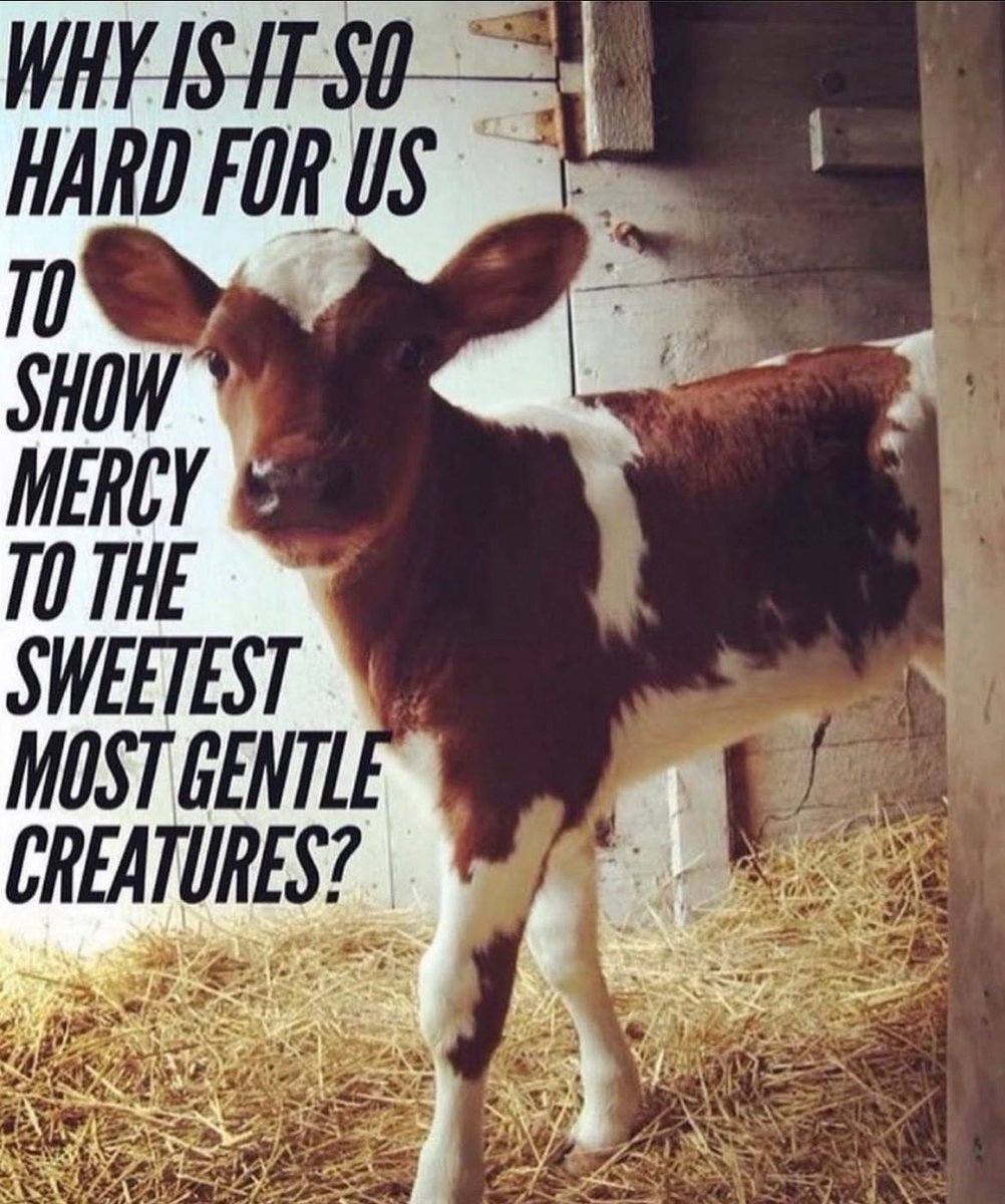 Why Aren't You Vegan? tweet media