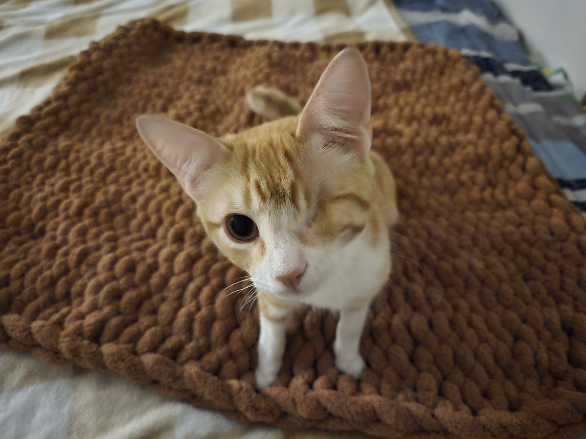 krista🦥 tweet media